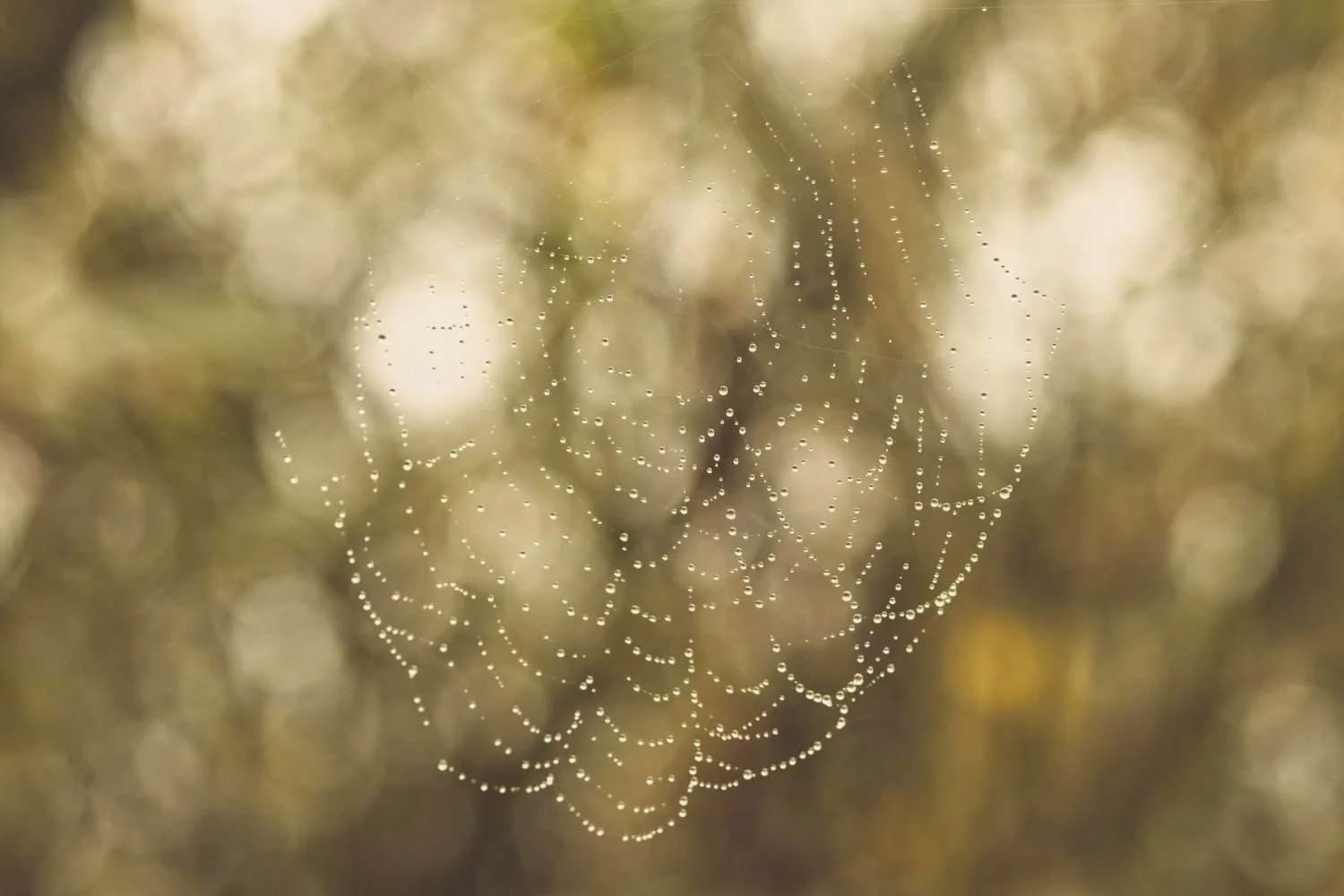 Gotas de agua sobre una telaraña