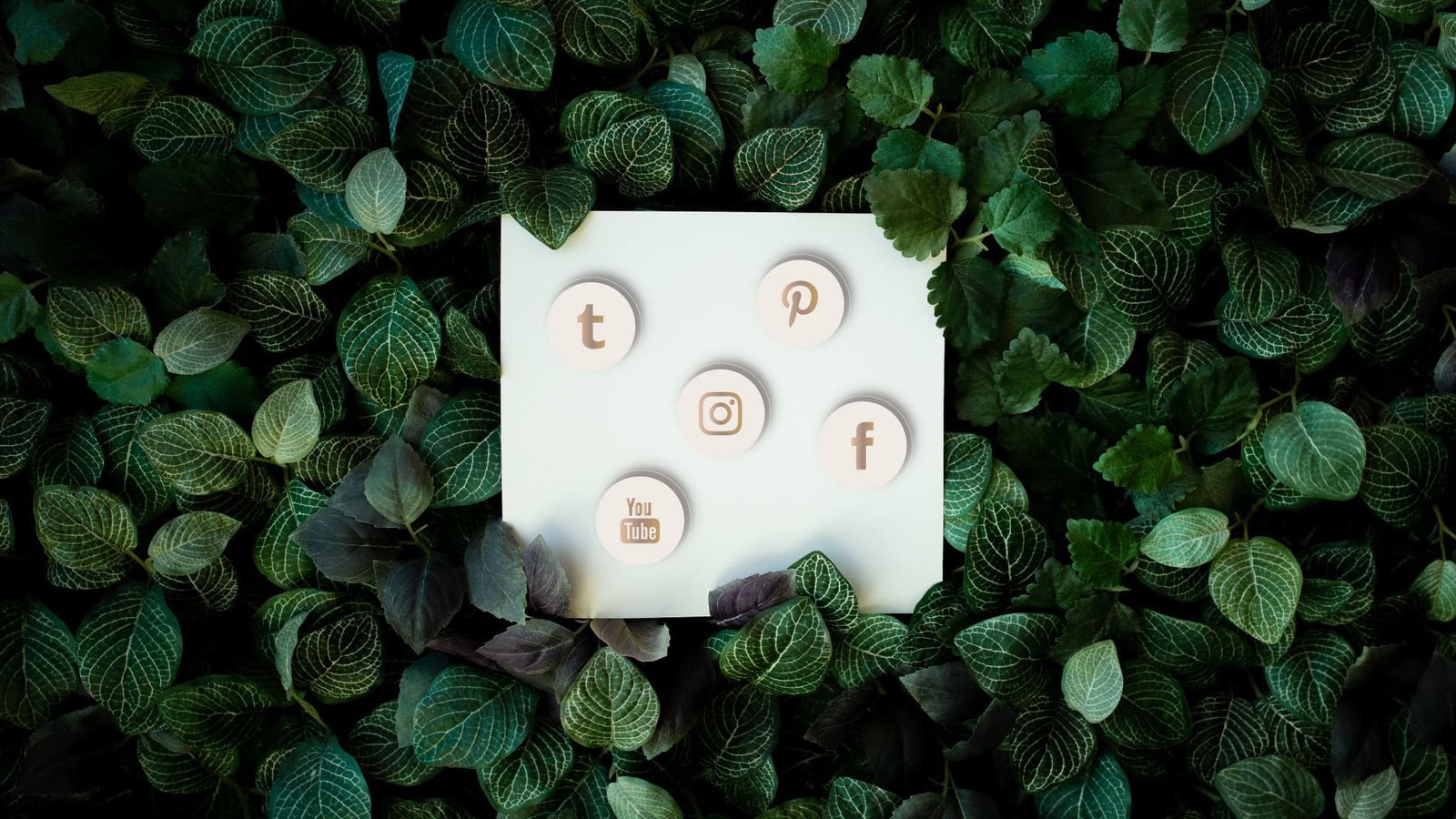 Composición de papel e iconos de redes sociales entre plantas