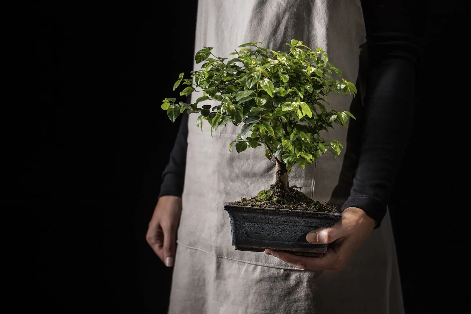Persona sosteniendo una planta en maceta